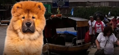 Denuncian tráfico ilegal de perros de raza en Bermejo, frontera con Argentina