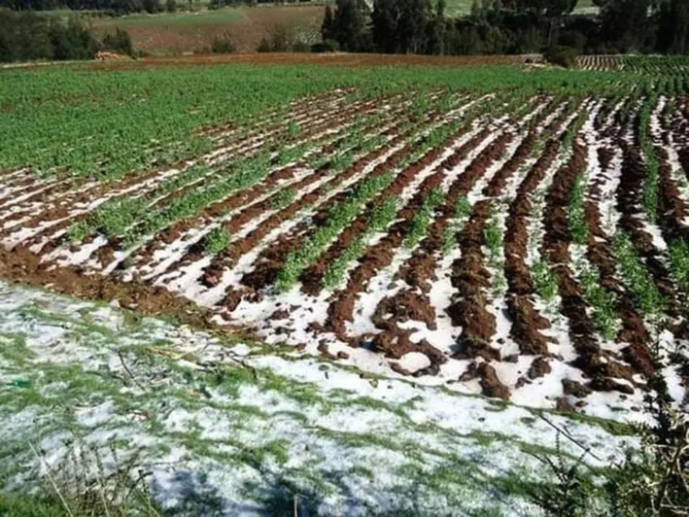 Las heladas afectaron a más de 750.000 animales y 237.000 productores, según el Gobierno