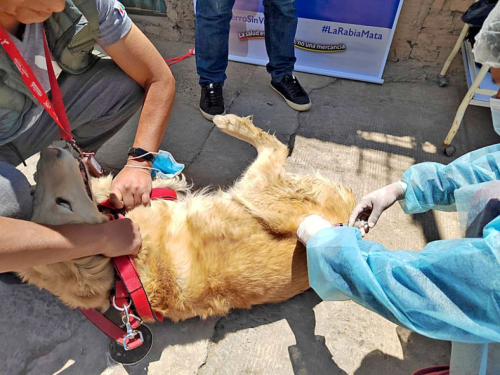 Preparan campaña masiva de vacunación antirrábica en Sucre tras confirmarse 22 casos