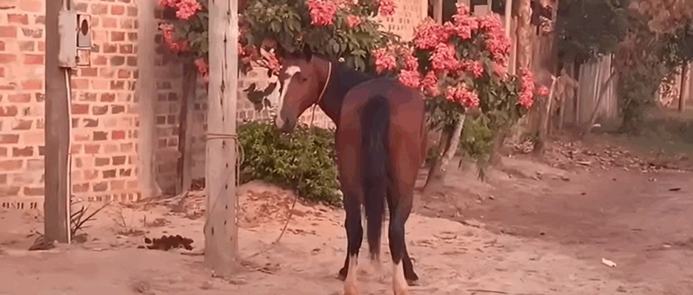 Violenta patada de un caballo en la calle deja a un niño luchando por su vida en un hospital, según poblador de Riberalta