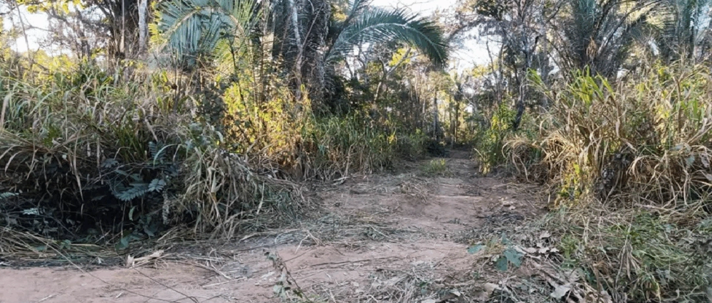 Reportan nuevo avasallamiento en el Bajo Paraguá y diputada pide respuestas del INRA y la Fiscalía