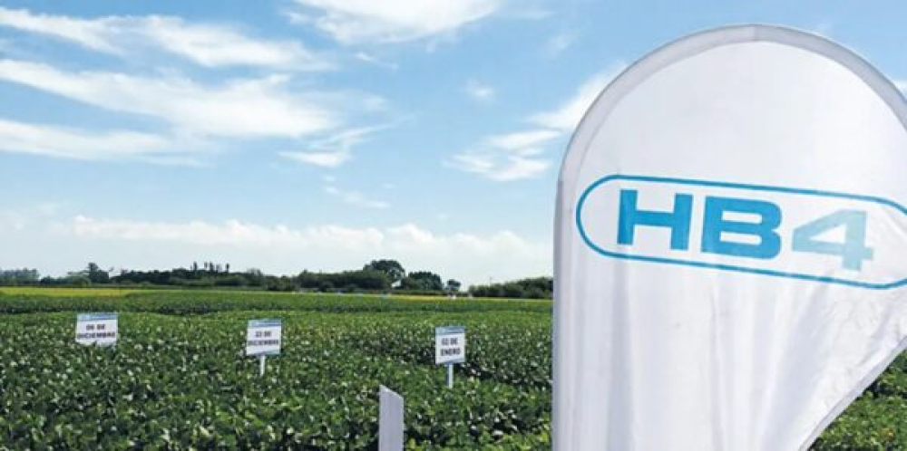 Biotecnología: Anapo prevé la siembra de soya HB4 para el verano 2026-2027