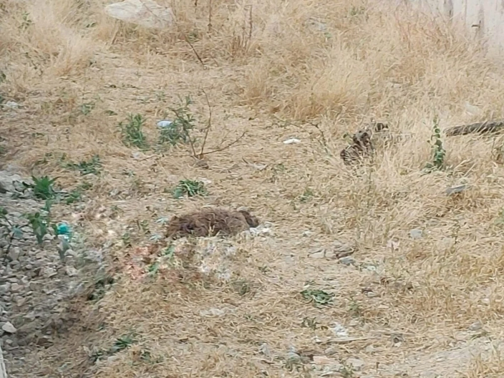 ¡Crueldad extrema! Les rompieron las patas a tres perritos y los arrojaron a una torrentera en Cochabamba