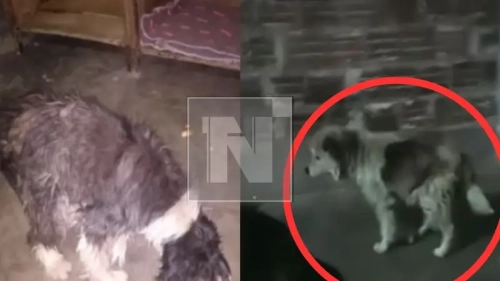 ¡Atroz! Rescatan a dos perritos maltratados con presuntos signos de abuso sexual en La Paz
